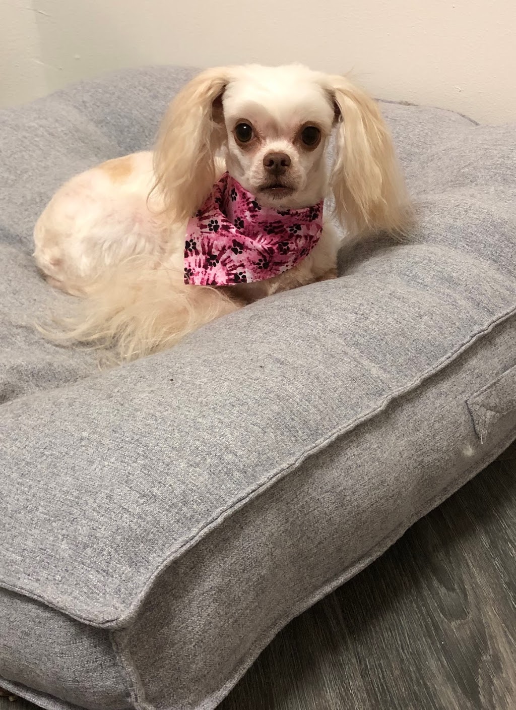 Skinny Dippers Pet Salon | 1941 Lake Whatcom Blvd, Bellingham, WA 98229, USA | Phone: (360) 393-4933