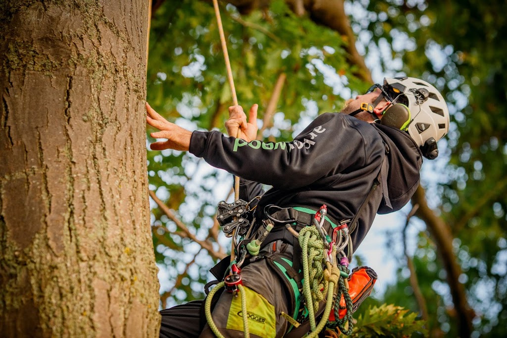 Arborwood Tree Service Inc. | 7838 Twenty Rd, Smithville, ON L0R 2A0, Canada | Phone: (905) 957-5663