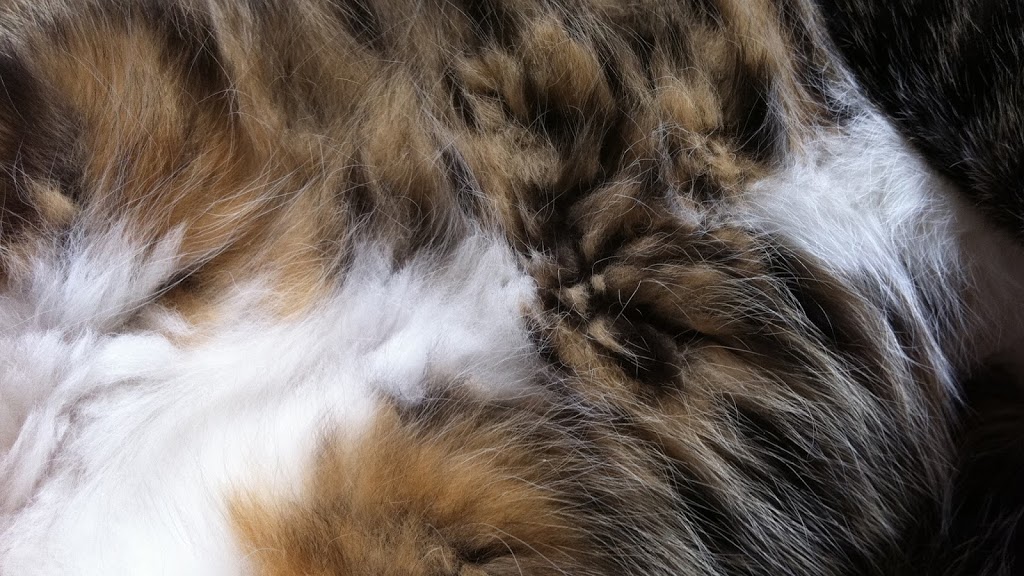 Foster Park Pet Hospital | 213 Dundas St E, Belleville, ON K8N 1E2, Canada | Phone: (613) 969-2273