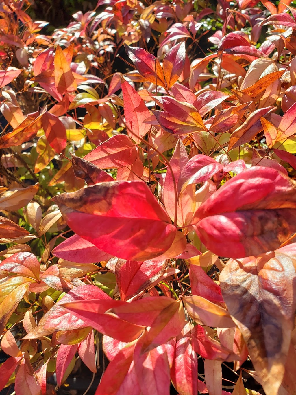 Aarts Nursery Ltd | 7200 216 St, Langley, BC V2Y 2S3, Canada | Phone: (604) 888-3555