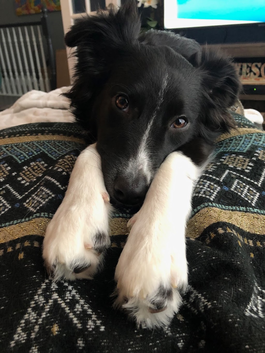 Dog Grrrl Canada | 70 Roc Rd, Tiny, ON L0L 2J0, Canada | Phone: (705) 302-8033