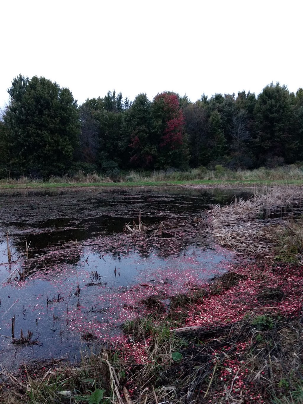 Upper Canada Cranberries | 2283 Stagecoach Rd, Greely, ON K4P 1N4, Canada | Phone: (613) 798-6232