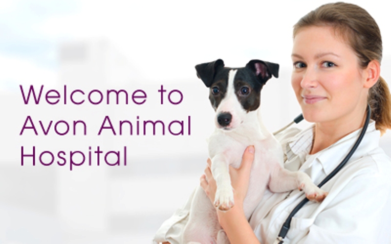 Avon Animal Hospital | 19475 Fraser Hwy, Surrey, BC V3S 6K7, Canada | Phone: (604) 532-7600
