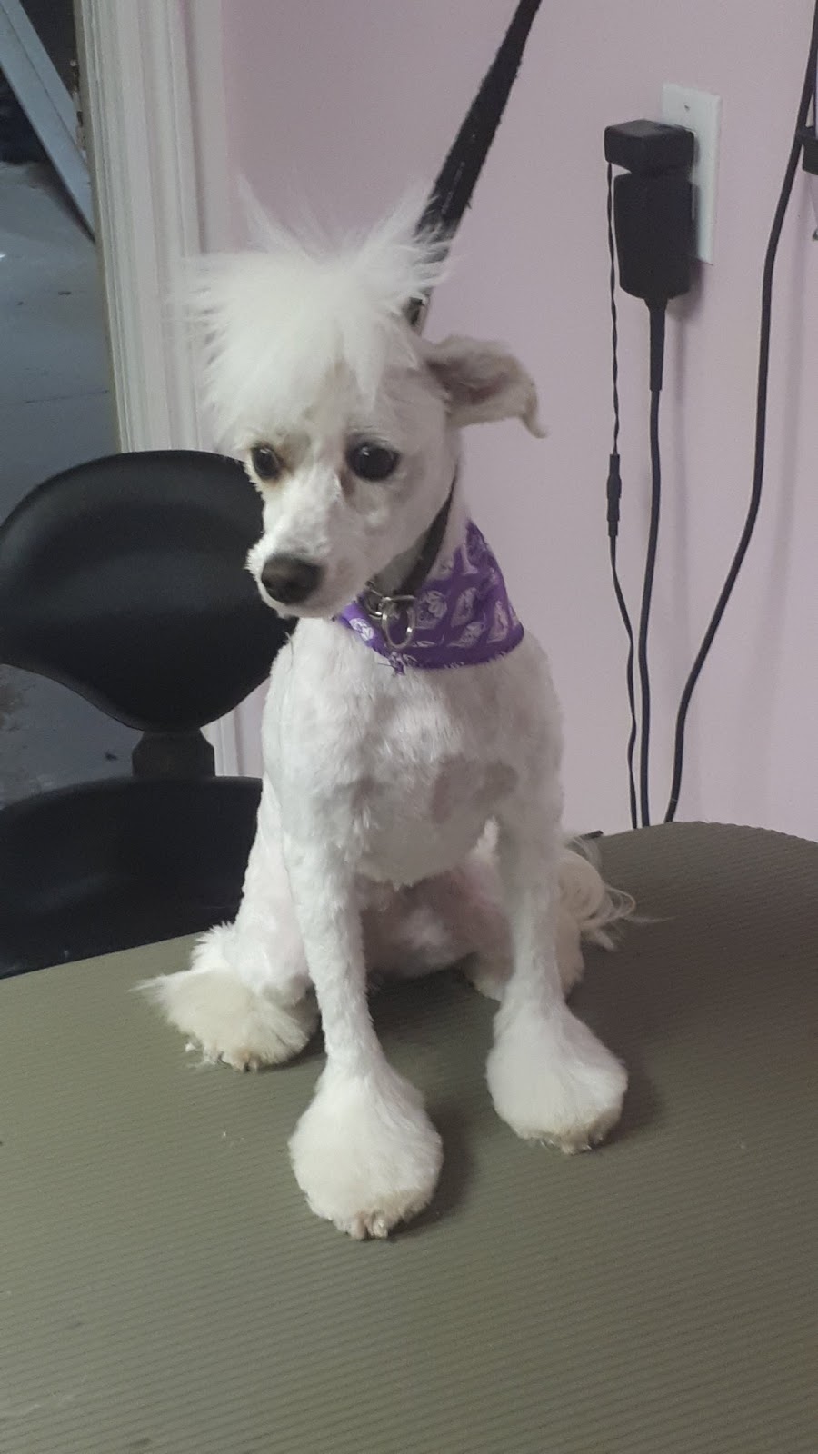 A La Fantaisie Animale | 71 Rue Notre Dame E, Trois-Rivières, QC G8T 4B9, Canada | Phone: (819) 701-3056