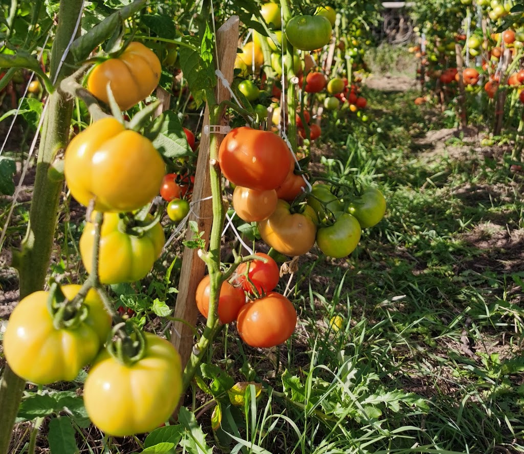 Spring Field Farm 春田农场 | 50367 Range Road 265, AB T9G 0K5, Canada | Phone: (780) 200-1379