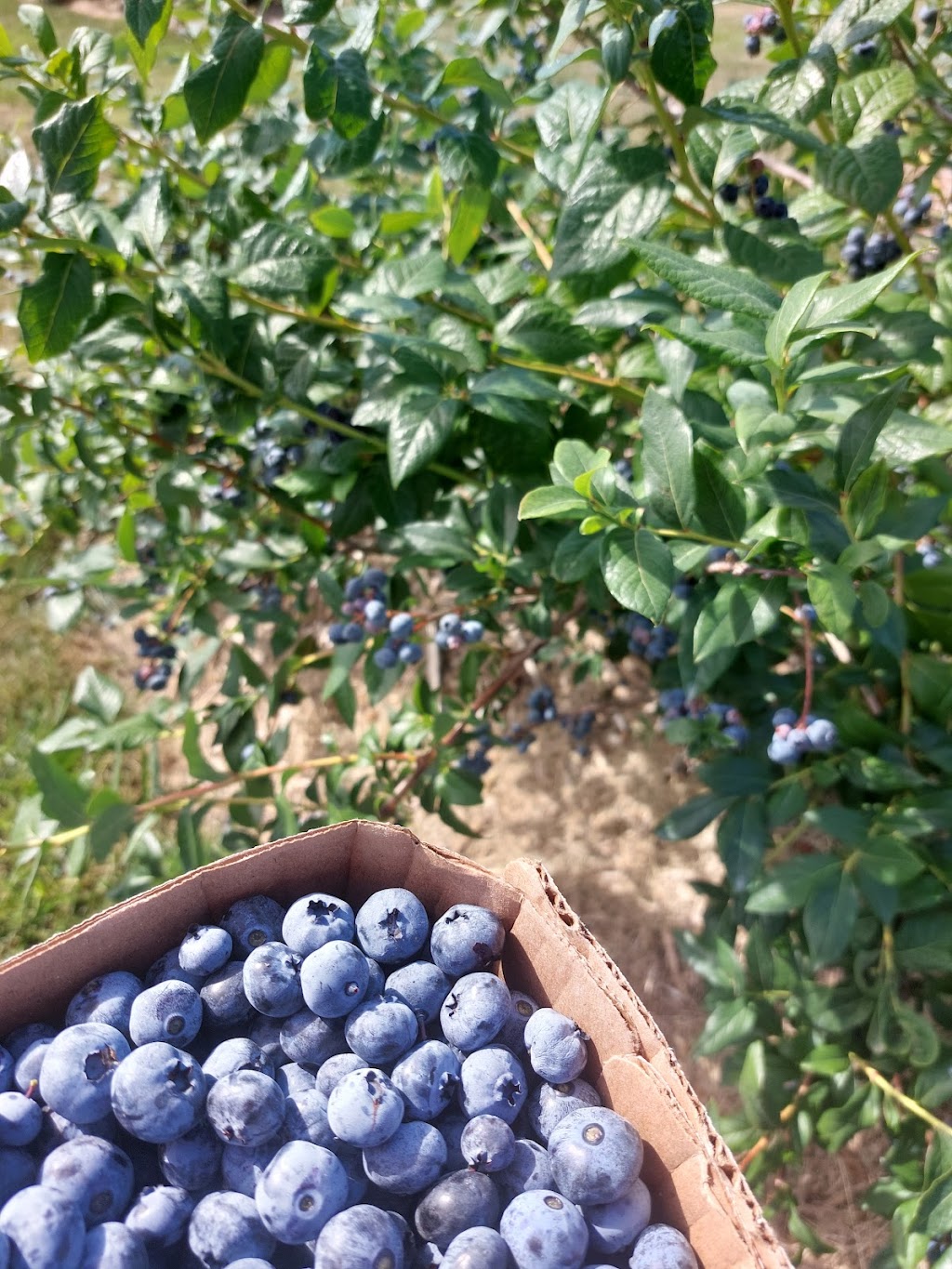 The Blueberry Patch | 2984 County Rd 8, Prince Edward, ON K0K 2T0, Canada | Phone: (613) 476-1309