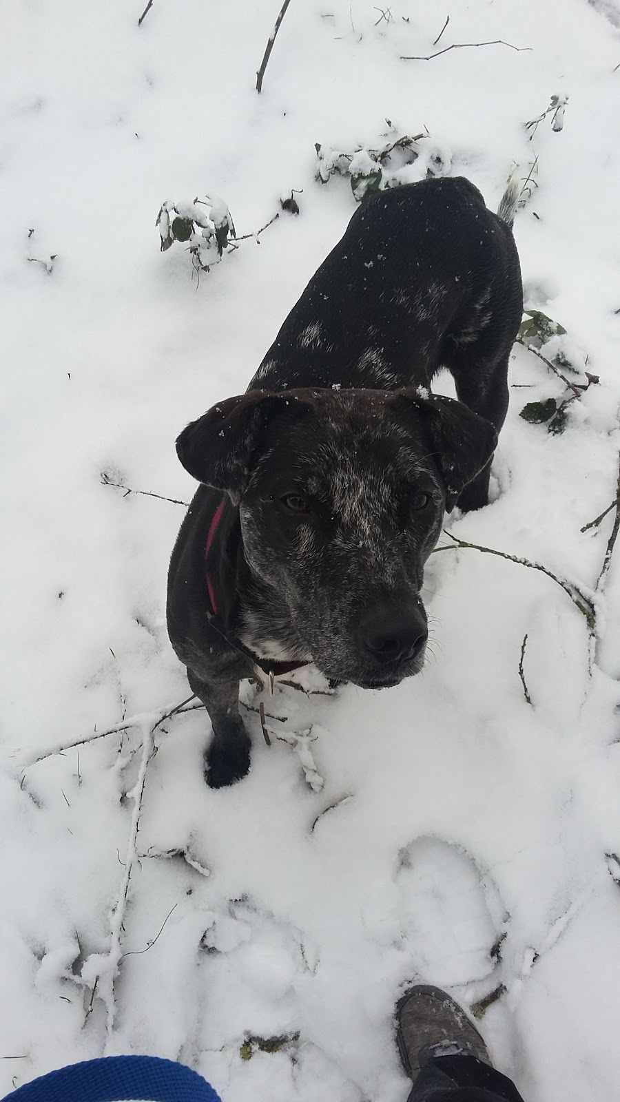 BC Canine Training Centre | 13800 No. 3 Rd, Richmond, BC V7A 1X6, Canada | Phone: (604) 370-3647