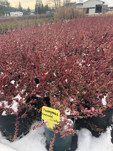 Green Flow Nurseries ltd. | 35850 Pattison Rd, Fraser Valley F, BC V2V 4J1, Canada | Phone: (604) 217-2992