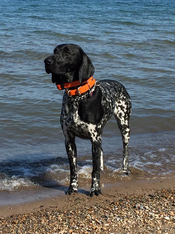 Thumb Veterinary Services | 60 E Miller Rd, Sandusky, MI 48471, USA | Phone: (810) 648-8230