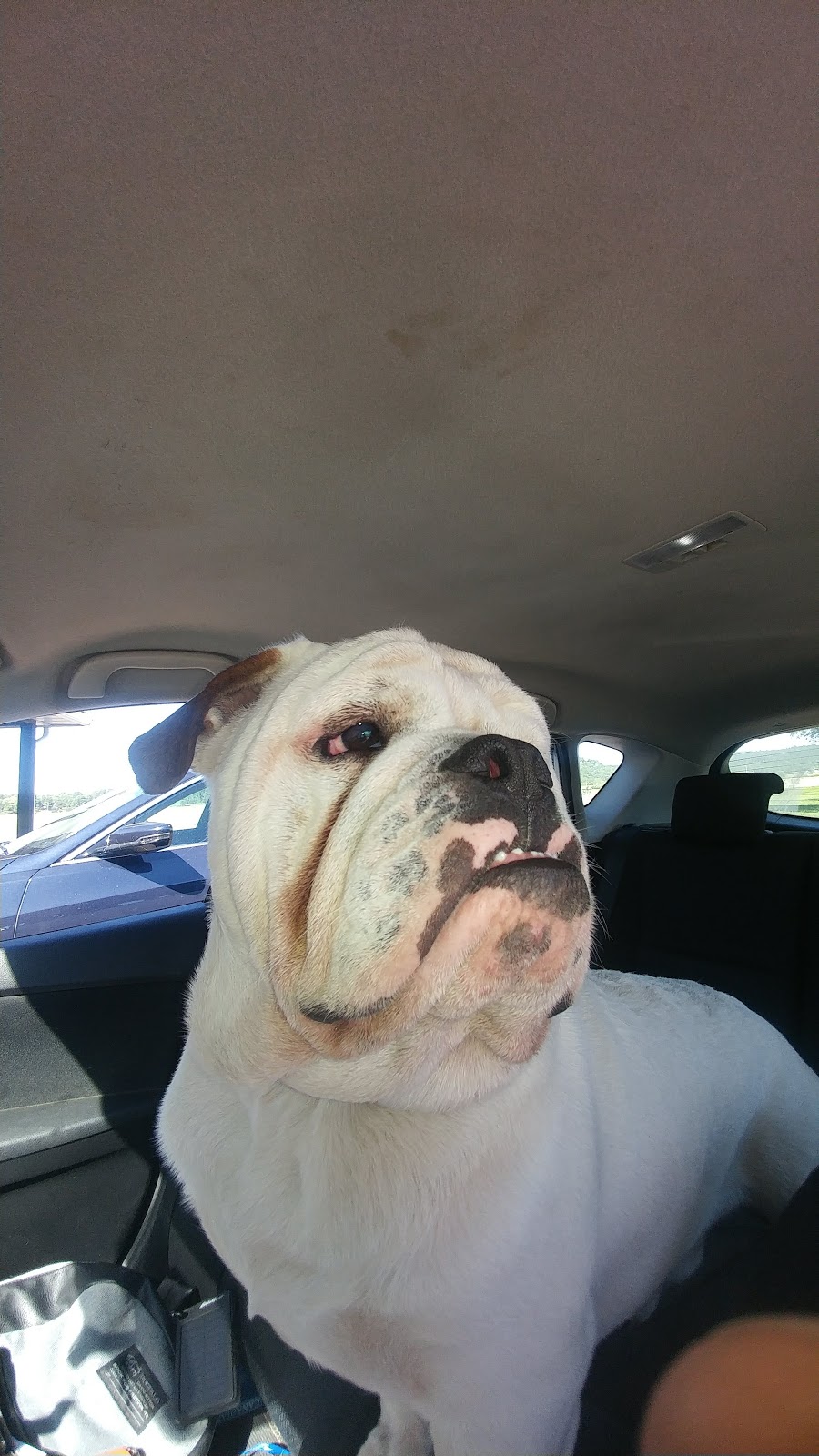 Pinnacle Animal Hospital | 1767 ON-60 RR3, Renfrew, ON K7V 3Z6, Canada | Phone: (613) 433-3100
