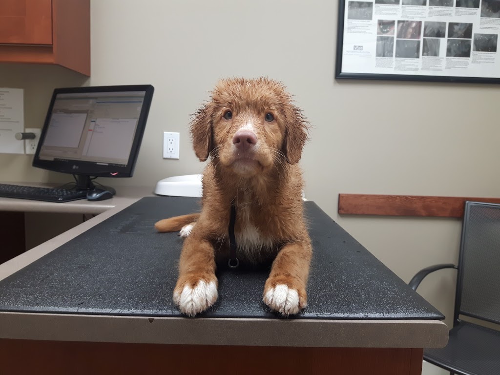 Head To Tail Veterinary Hospital | 102-22971 Dewdney Trunk Rd, Maple Ridge, BC V2X 3K8, Canada | Phone: (604) 466-7852