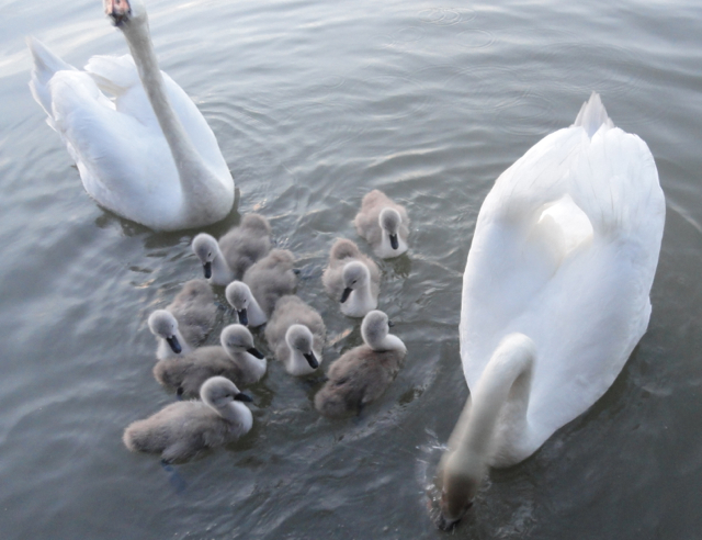 Duck Inn | 4349 River Rd W, Delta, BC V4K 1R9, Canada | Phone: (604) 946-7521