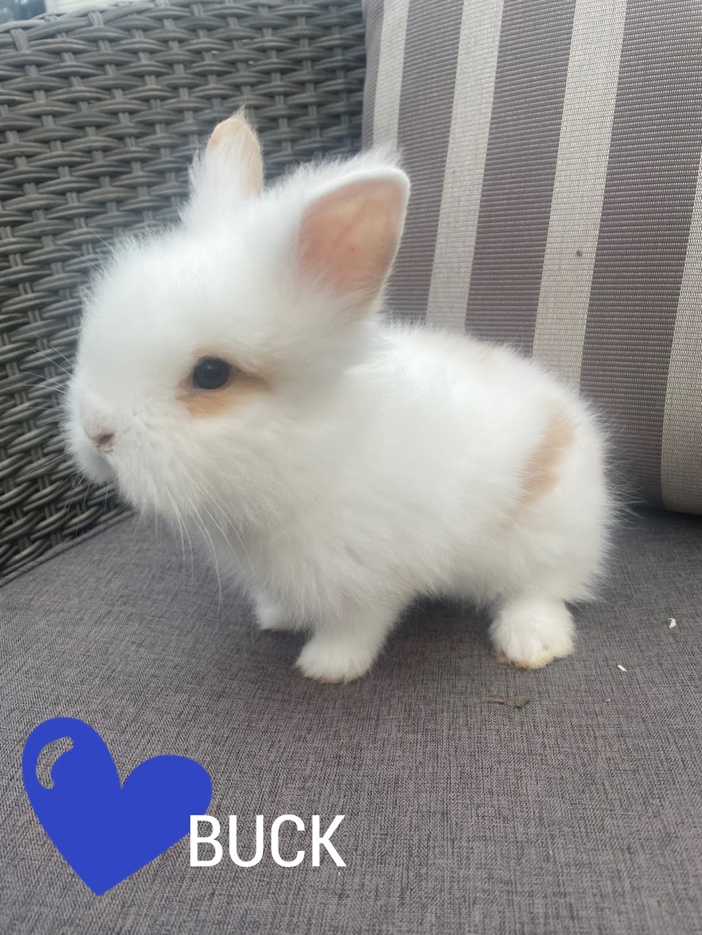 Cottonfluff Rabbitry | 641 QC-220, Bonsecours, QC J0E 1H0, Canada | Phone: (819) 678-7504