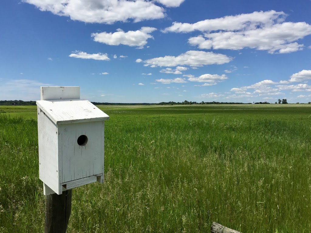 Pipestone Creek Conservation Lands | Range Rd 231A, Millet, AB T0C 1Z0, Canada