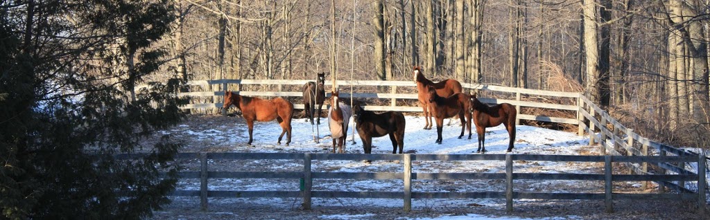 Hearn Veterinary Services | 713558 1st Line EHS, Mono, ON L9W 5V5, Canada | Phone: (519) 943-1153
