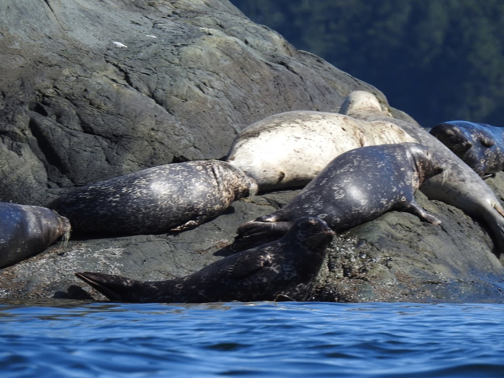 Quadra Island Kayaks | 615 Taku Rd, Heriot Bay, BC V0P 1H0, Canada | Phone: (250) 285-3400