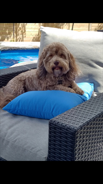 Welfare Of Our Furry Friends | 16990 Side Rd 27, Terra Cotta, ON L7G 0N6, Canada | Phone: (416) 995-3304