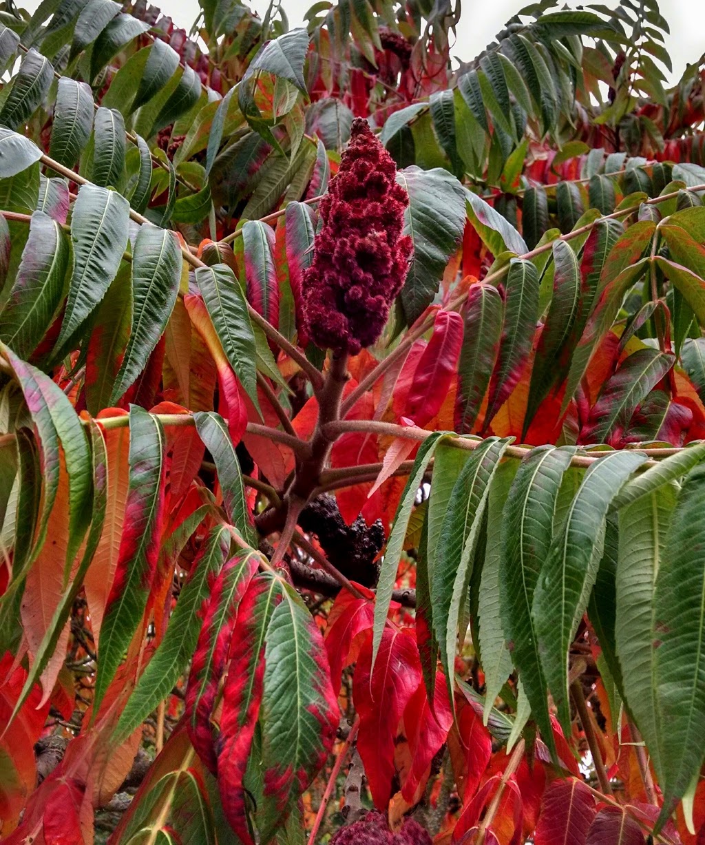 Grandiflora Home & Garden | 1851, 719 Grover St, Lynden, WA 98264, USA | Phone: (360) 318-8854