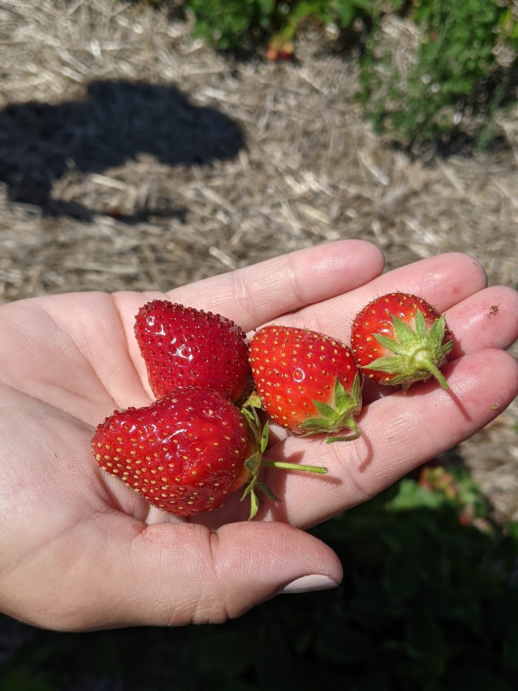 Johnstons Farm Market | 10704 Northumberland County Rd 28, Bailieboro, ON K0L 1B0, Canada | Phone: (705) 939-1737