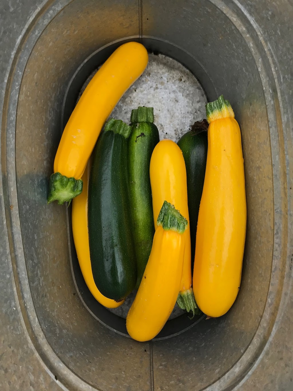 Ryans Market Gardens | 6705 Appleby Line, Burlington, ON L7M 0P8, Canada | Phone: (289) 442-5035