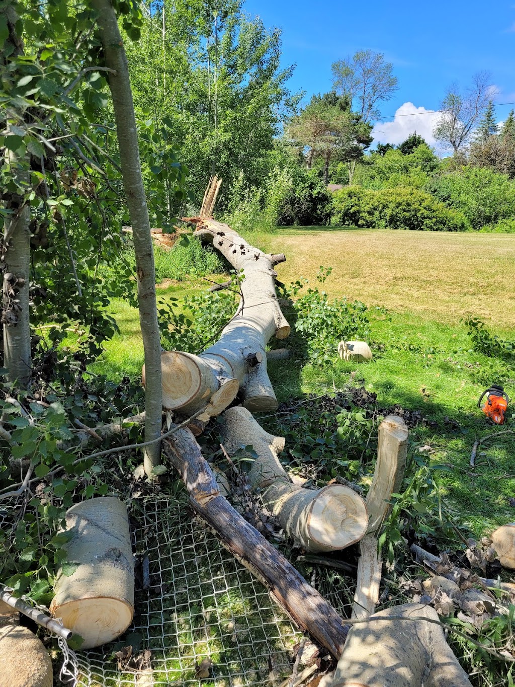 BOSSDAWG TREE REMOVAL | 120 ON-49, Deseronto, ON K0K 1X0, Canada | Phone: (613) 693-1330
