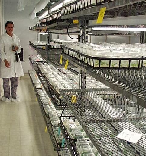Harster Greenhouses | 250 Hamilton Regional Rd 8, Hamilton, ON L9H 5E1, Canada | Phone: (905) 628-2430