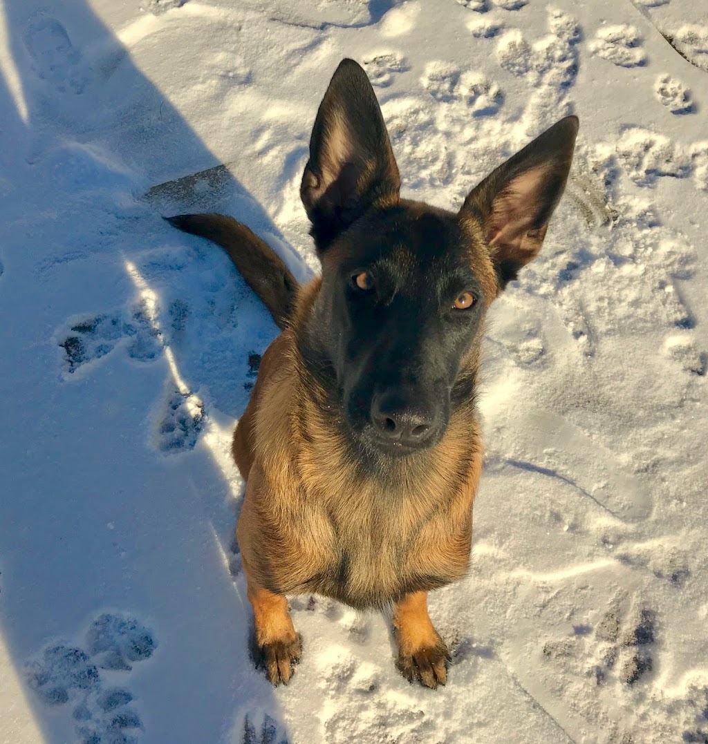 Complete K9 Care | 631 Second Line Rd, Bailieboro, ON K0L 1B0, Canada | Phone: (705) 760-4279