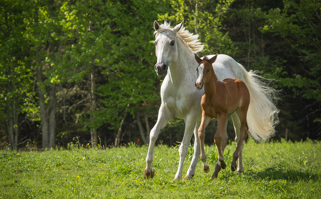 Dickinson & Baird Veterinary Hospital | 141 William Bell Dr, Hampton, NB E5N 6B4, Canada | Phone: (506) 832-3192