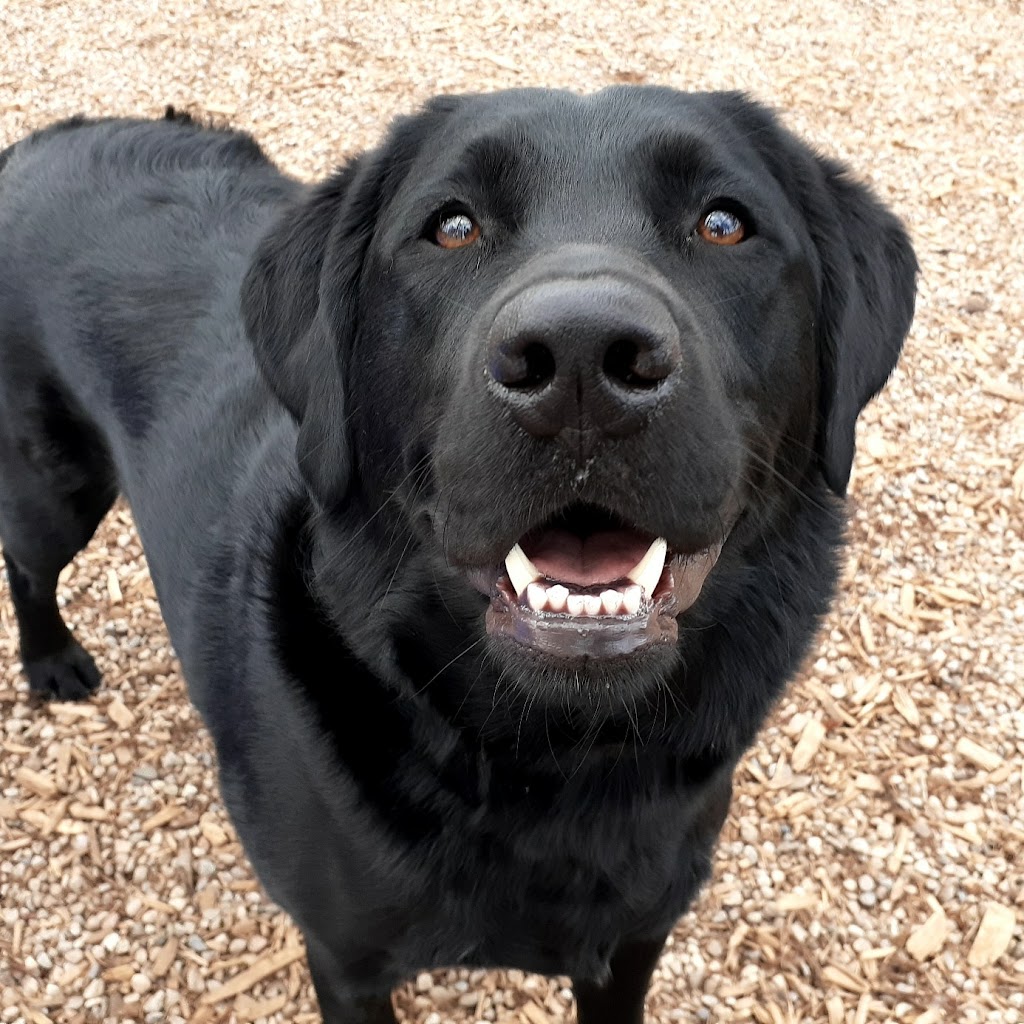 Furry Friends Inc. Doggie Daycare & Spaw | 955 Century Dr, Burlington, ON L7L 5J8, Canada | Phone: (289) 828-1367