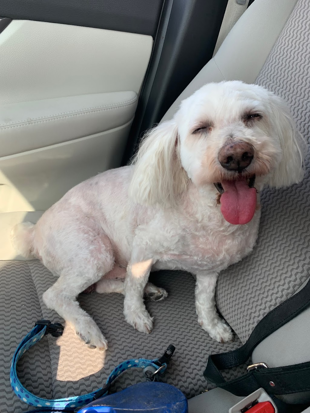 Doggie Delight | 3631 Dixie Rd #20, Mississauga, ON L4Y 4H2, Canada | Phone: (905) 282-9565