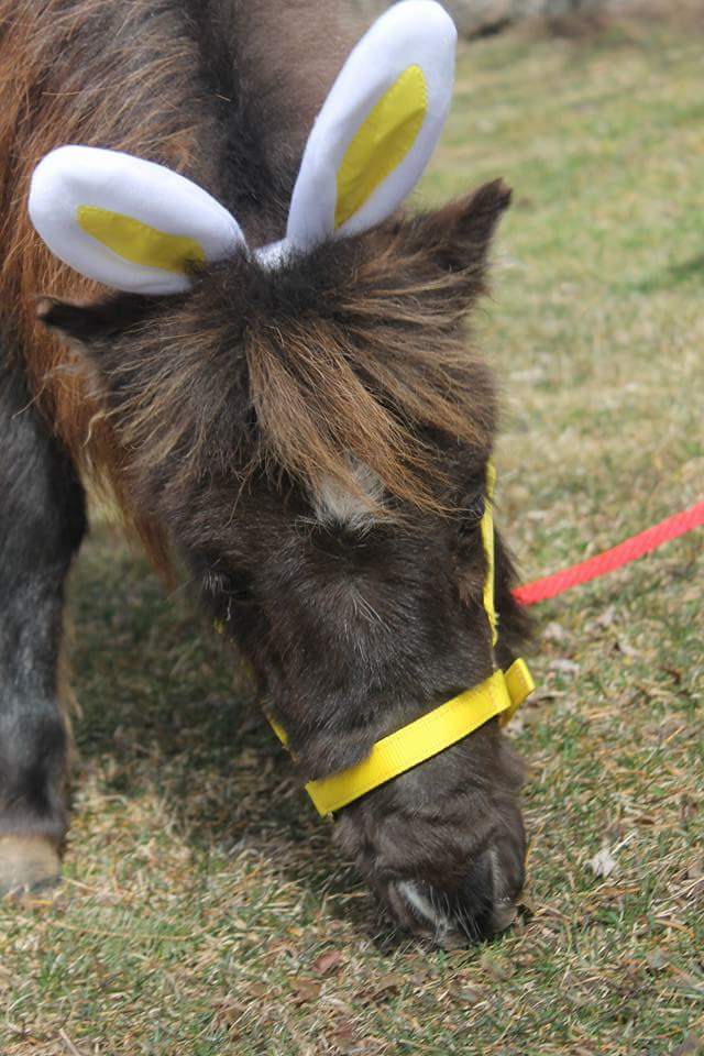 Big Heart Equine | 923 2nd Line, Hagersville, ON N0A 1H0, Canada | Phone: (365) 323-4156