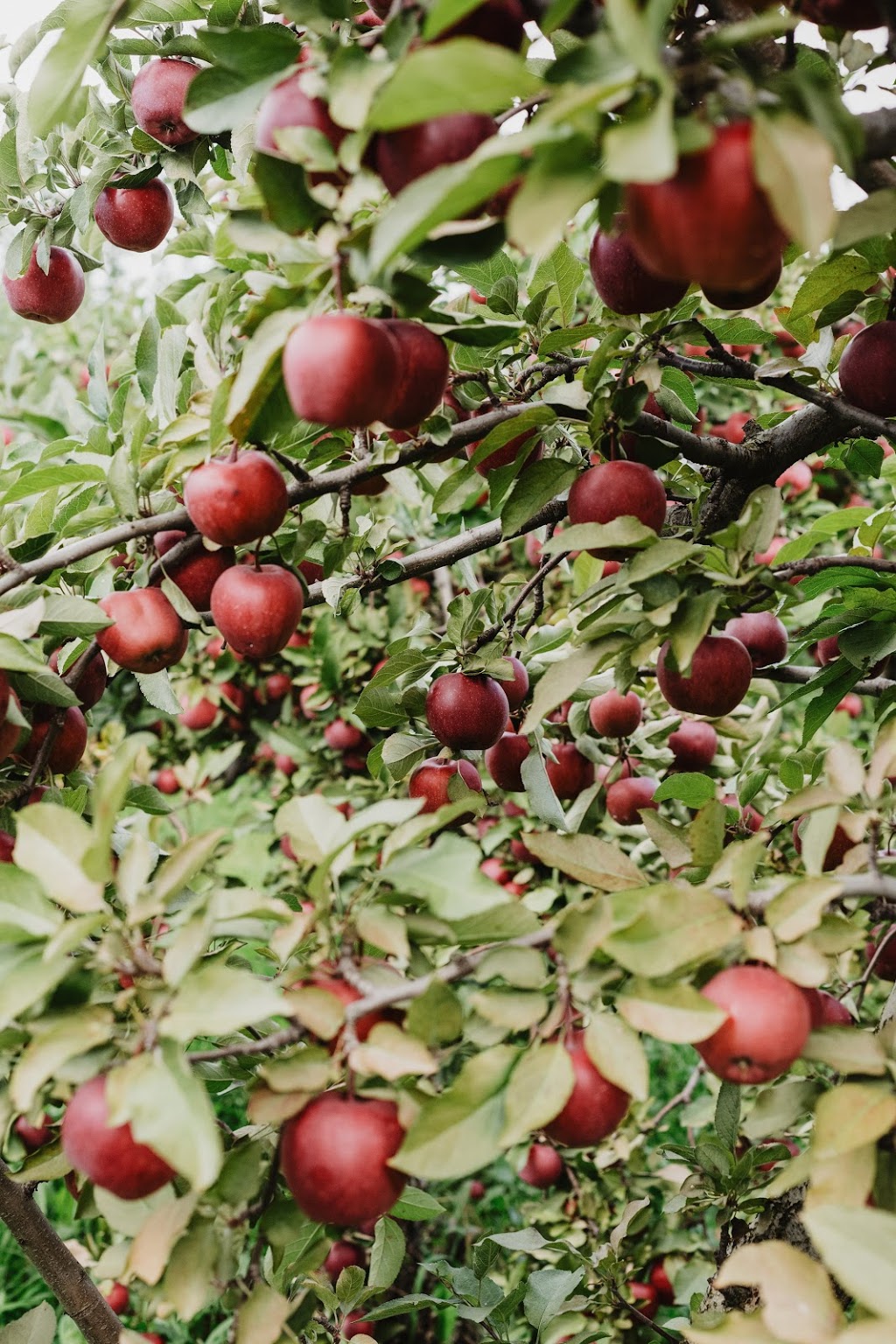 Pingles Farm Market | 1805 Taunton Rd, Hampton, ON L0B 1J0, Canada | Phone: (905) 725-6089