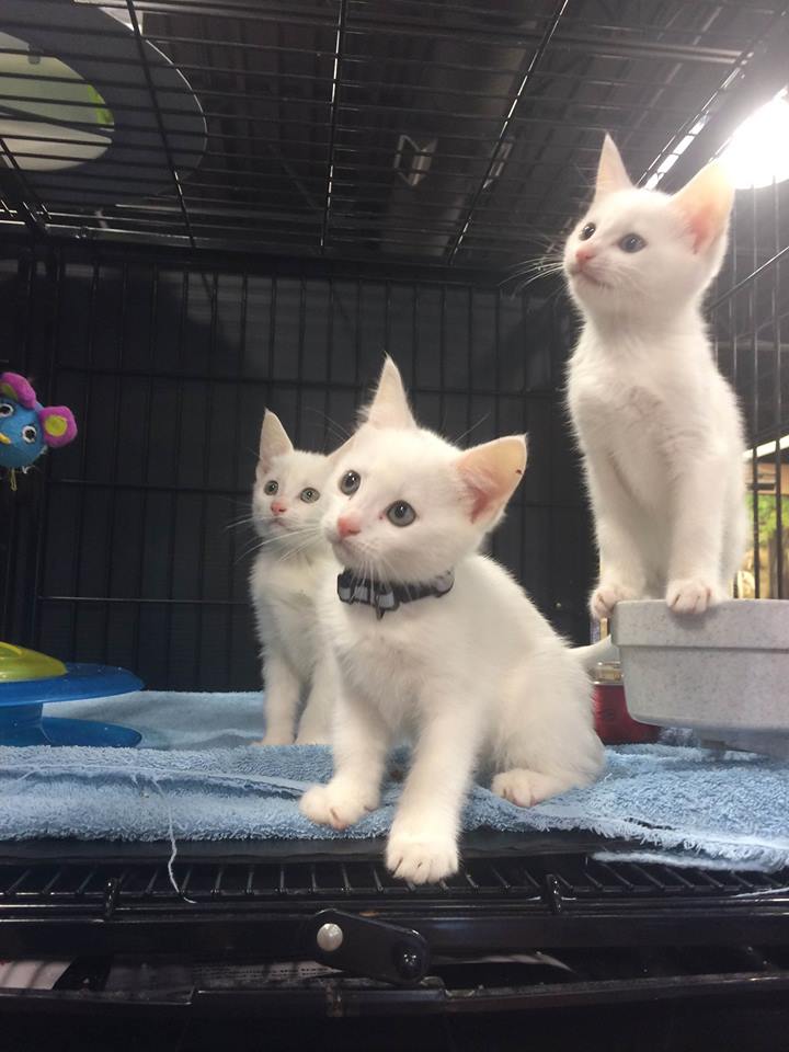 Bosleys by Pet Valu | 2306 BC-6 #210, Vernon, BC V1T 7E3, Canada | Phone: (250) 558-0566