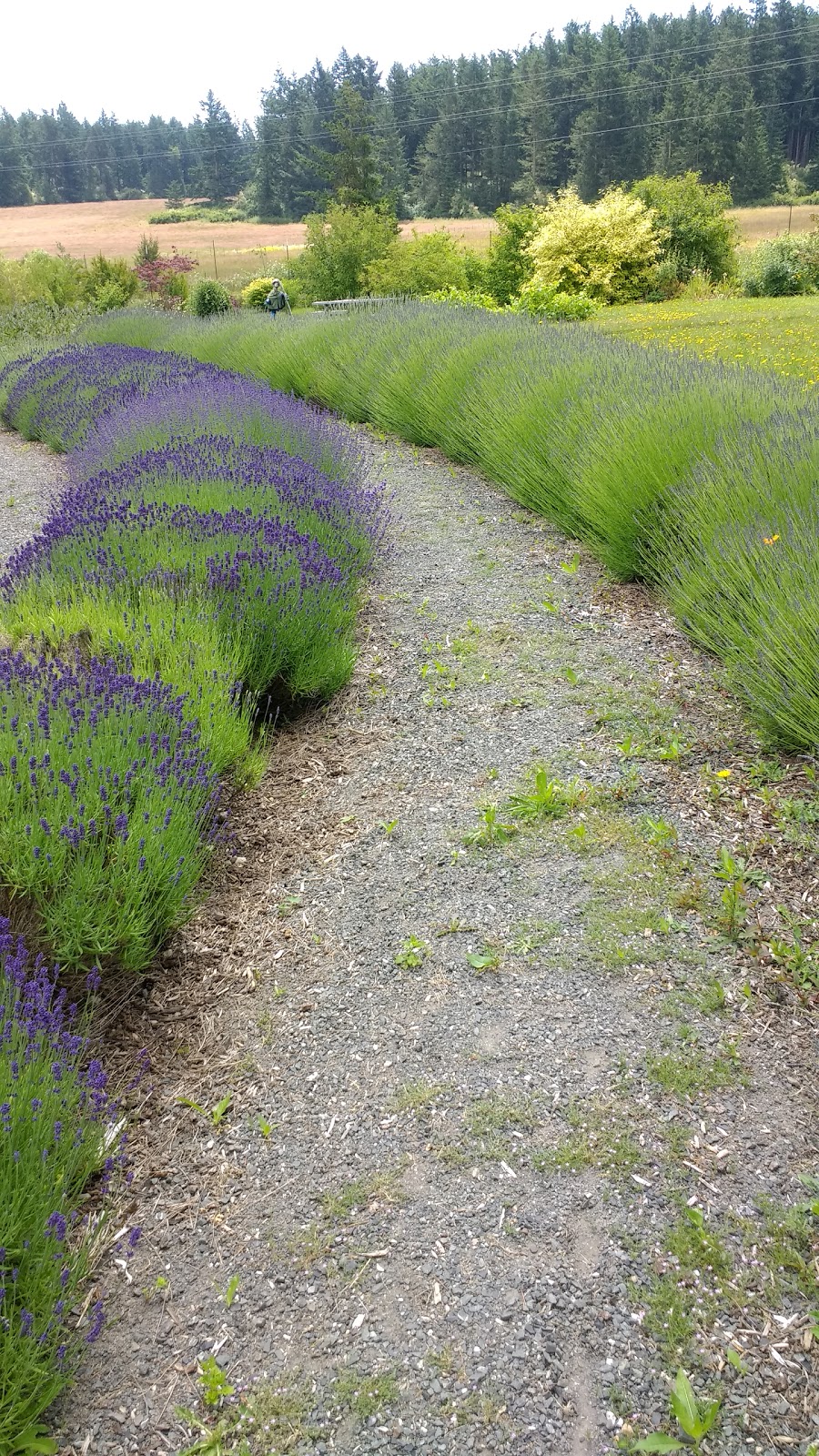 Whispers of Nature Herbs | 37 Fisherman Bay Rd, Lopez Island, WA 98261, USA | Phone: (360) 468-0550