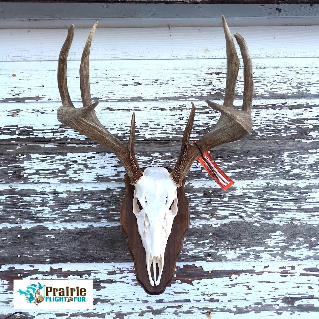 Prairie Flight and Fur Taxidermy | Box 94, Jansen, SK S0K 2B0, Canada | Phone: (306) 365-7721