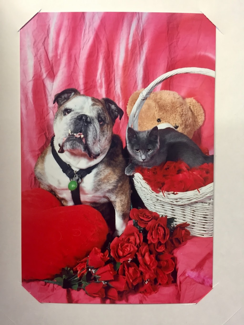 Pet Valu | 1250 Main Street North, Stittsville, ON K2S 1S9, Canada | Phone: (613) 836-6663
