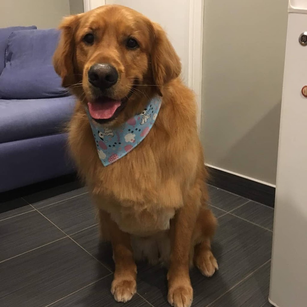 Pooch Haven Grooming & Doggie Daycare | 4297 Golf Club Rd, Hannon, ON L0R 1P0, Canada | Phone: (905) 388-0132