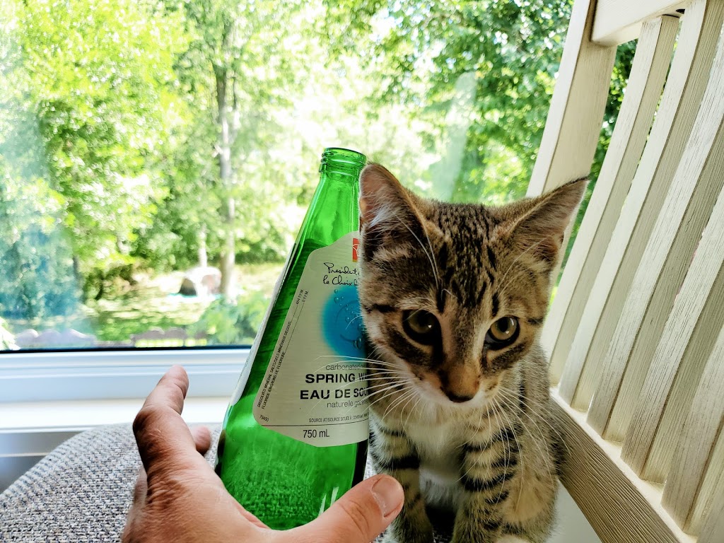 Windsor/Essex County Humane Society | 1375 Provincial Rd, Windsor, ON N8W 5V8, Canada | Phone: (519) 966-5751