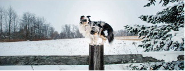 Abernant Veterinary Services | 6725 ON-26, Stayner, ON L0M 1S0, Canada | Phone: (705) 428-3287