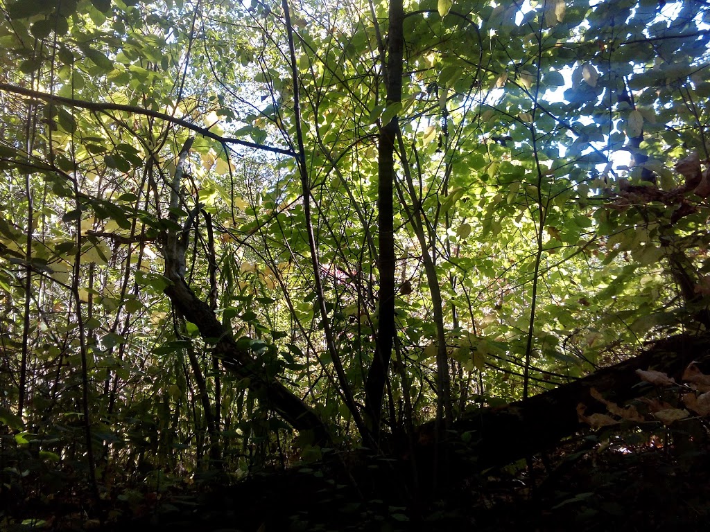 Port Hope Conservation Area | Campbellcroft, ON L0A 1B0, Canada | Phone: (905) 797-2721