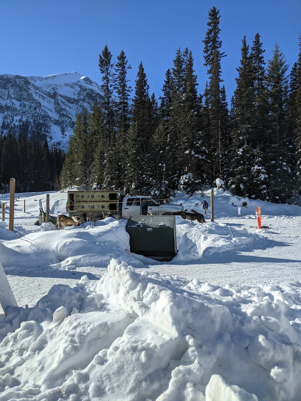 Kingmik Dog Sled Tours | 16430 Hwy 1A, Lake Louise, AB T0L 1E0, Canada | Phone: (855) 482-4592