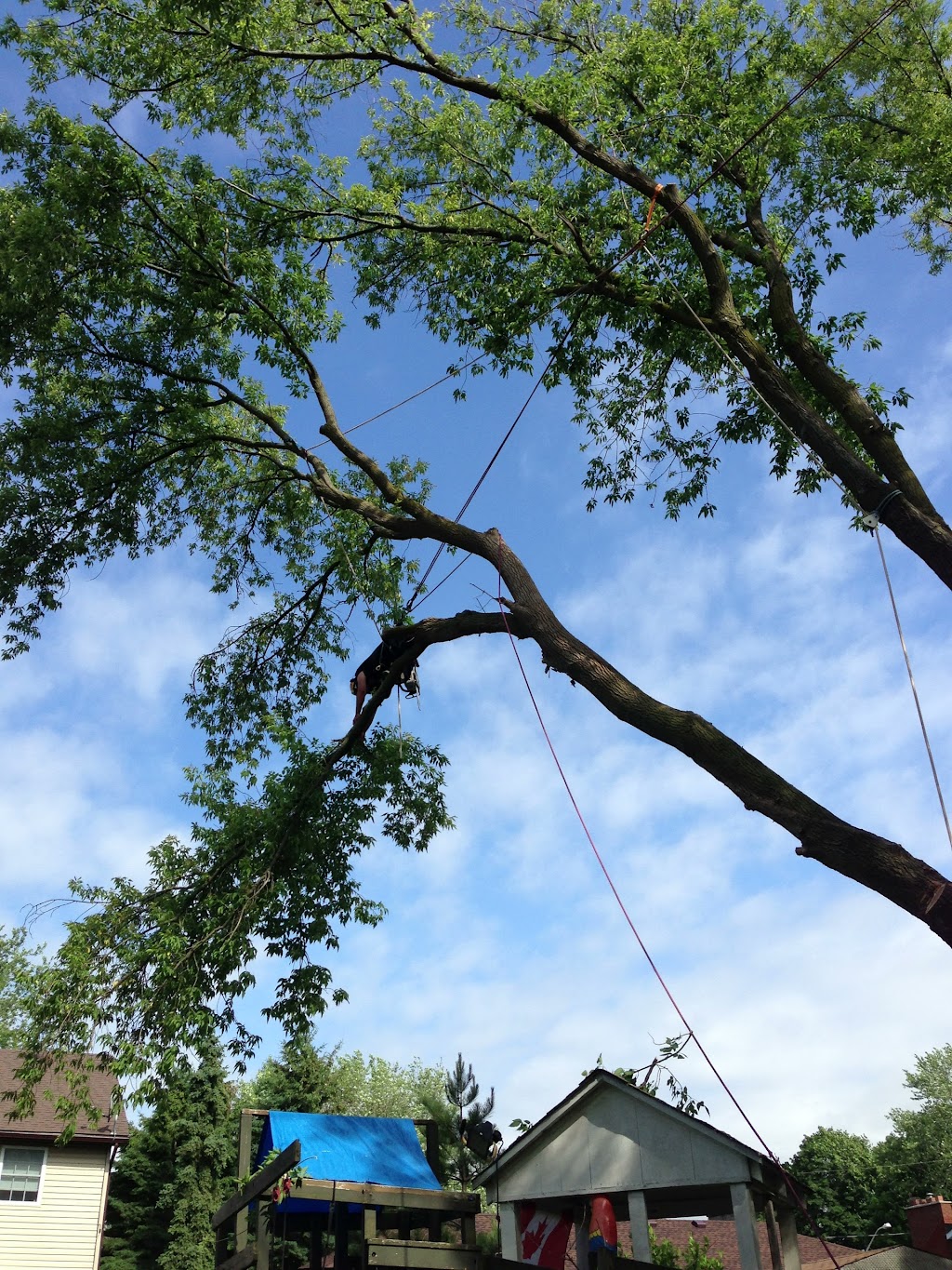 Kodiak Tree Services | 110 Sawmill Rd, Caledonia, ON N3W 2G9, Canada | Phone: (905) 648-5323
