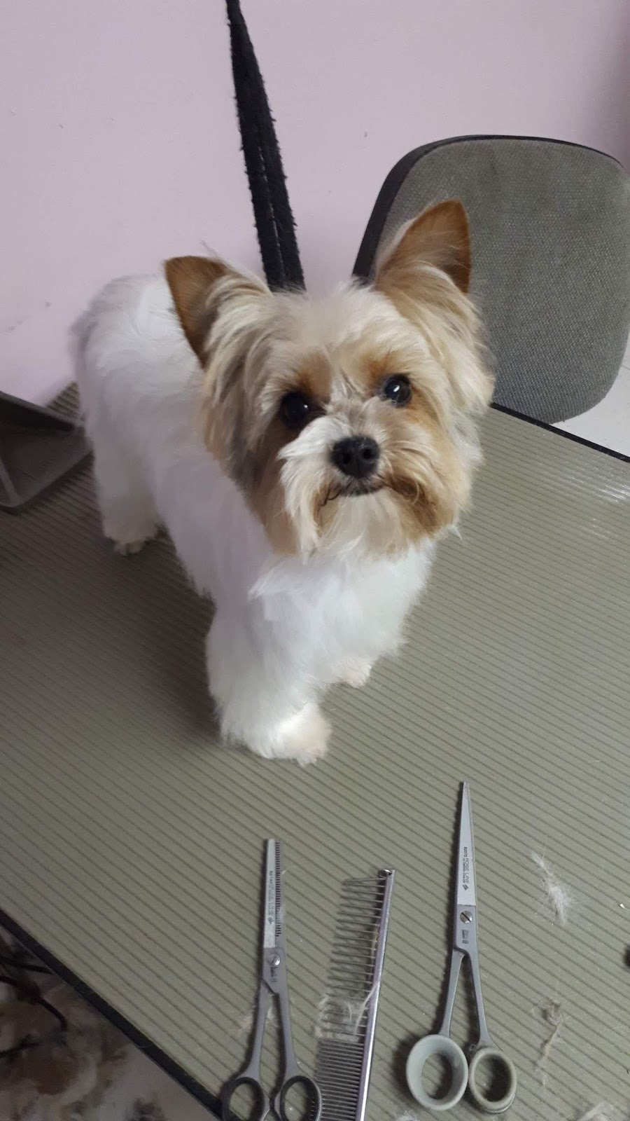 A La Fantaisie Animale | 71 Rue Notre Dame E, Trois-Rivières, QC G8T 4B9, Canada | Phone: (819) 701-3056