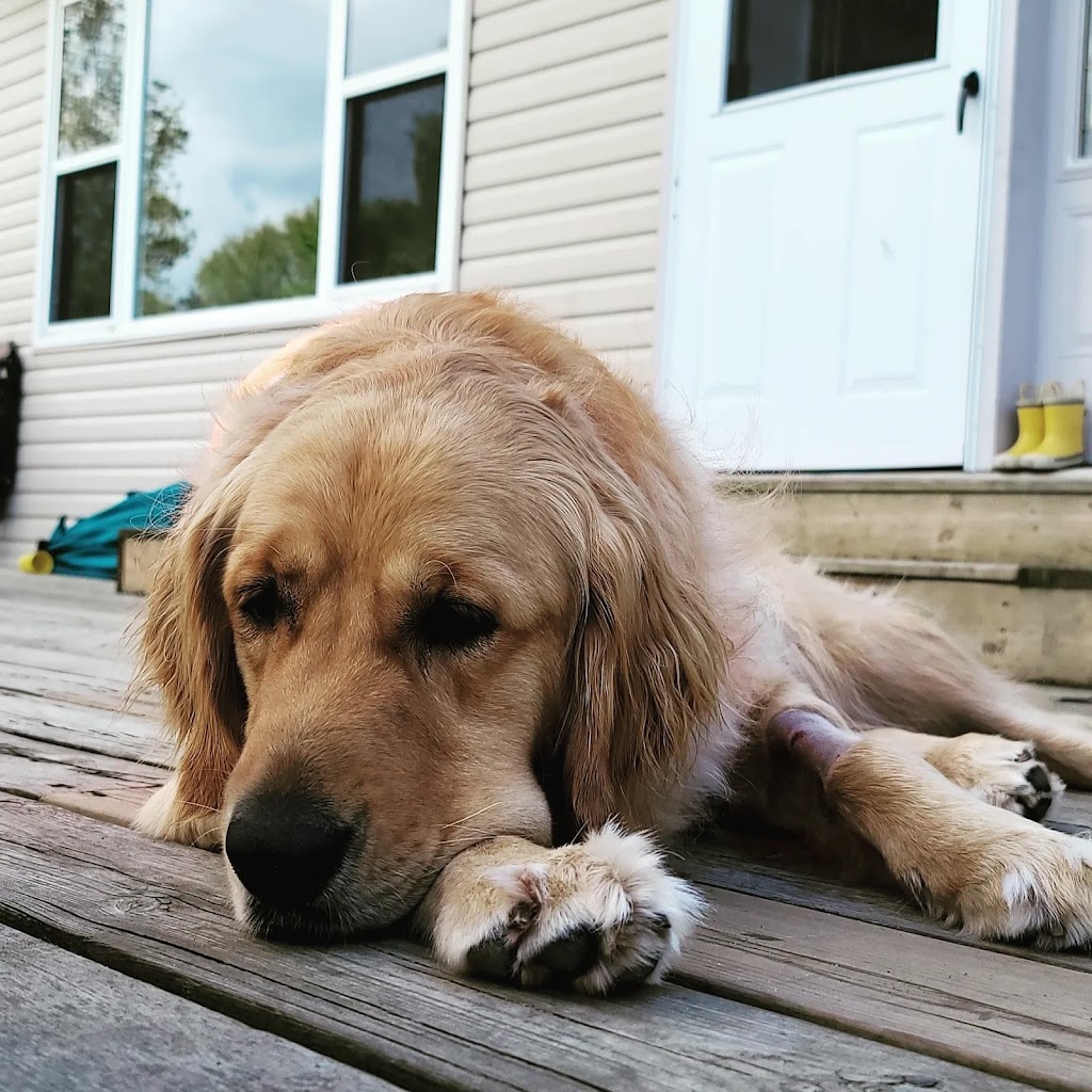 Toronto Veterinary Emergency Hospital | 21 Rolark Dr, Scarborough, ON M1R 3B1, Canada | Phone: (416) 247-8387