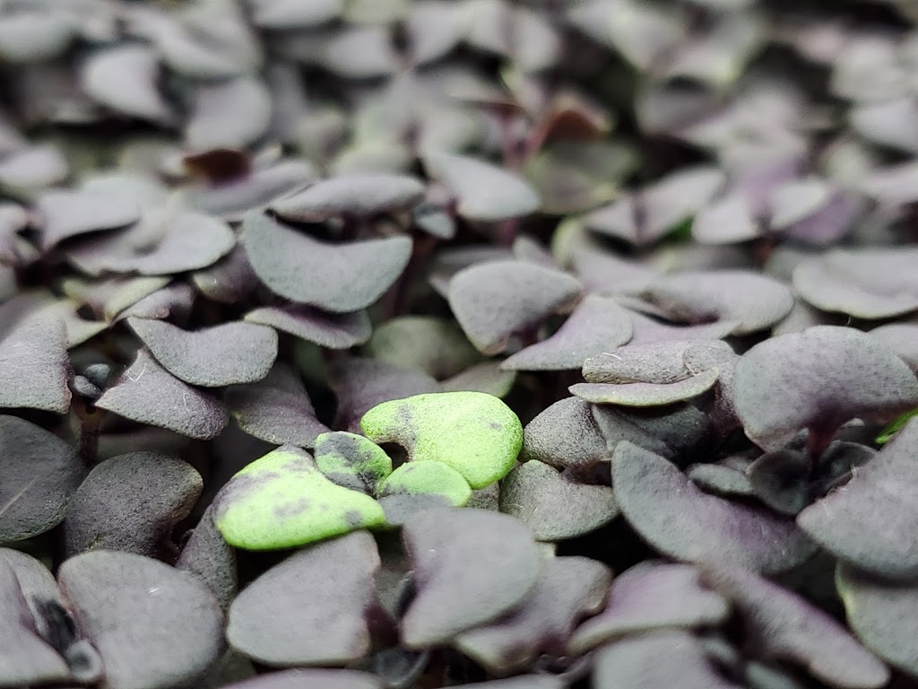 S&R Microgreens | 8 Base St, Angus, ON L0M 1B4, Canada | Phone: (705) 220-6224