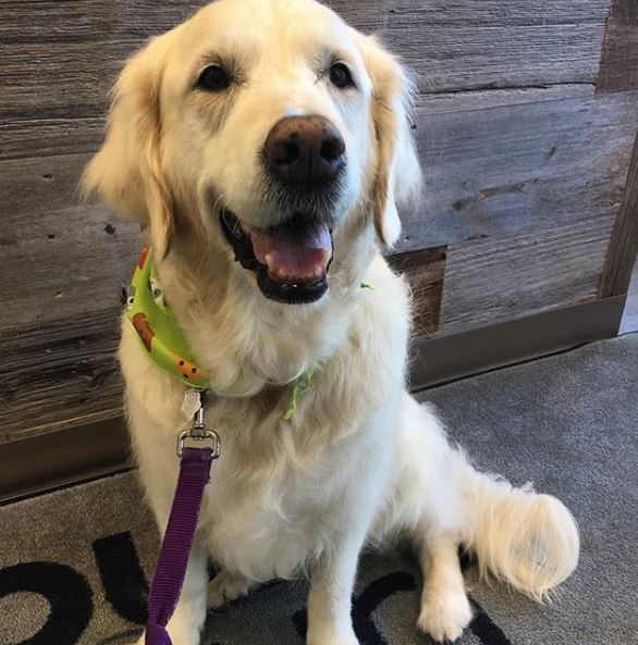 Hound & Purr Pet Grooming Spa | 1181 The Queensway #3, Etobicoke, ON M8Z 0C5, Canada | Phone: (416) 253-9494