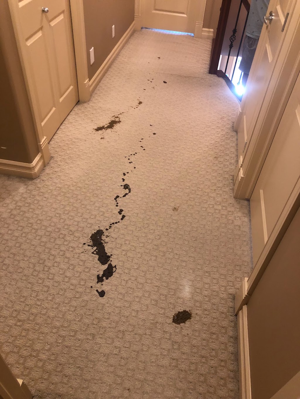 Quality Carpet and Tile Cleaning | 59 Evansmeade Way NW, Calgary, AB T3P 1C3, Canada | Phone: (403) 681-4055
