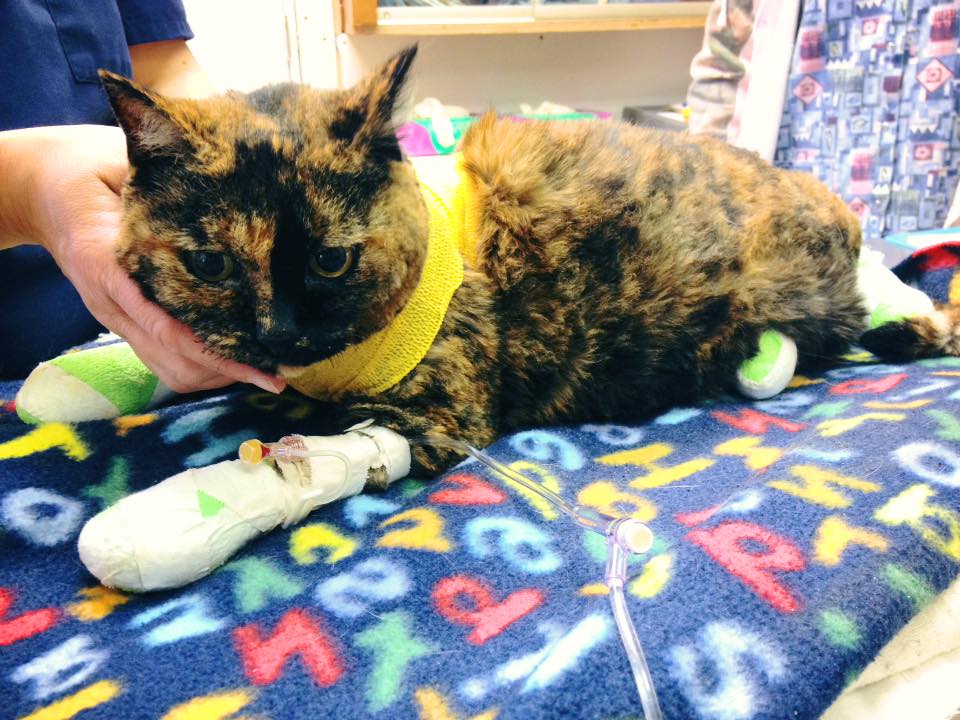Grand Forks Central Veterinary Services | 8120 A Donaldson Dr, Grand Forks, BC V0H 1H0, Canada | Phone: (250) 442-2222