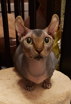 Rare N Bare Sphynx Cattery | 78 Main St S POB 128, Hagersville, ON N0A 1H0, Canada | Phone: (905) 379-4489