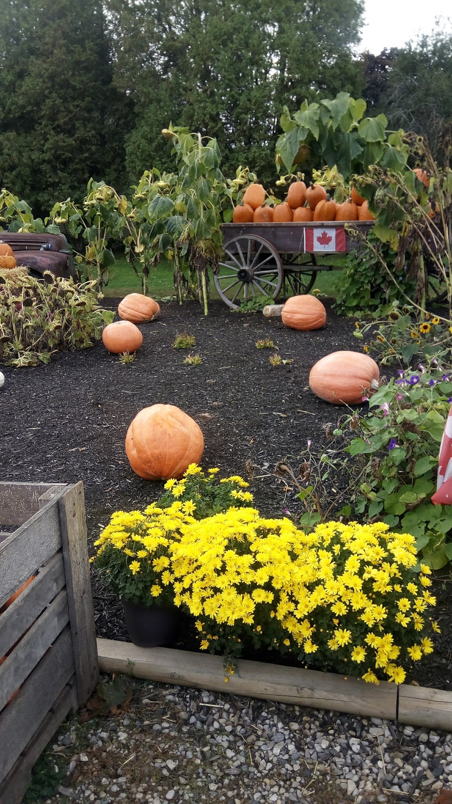 DeBackere Farm Market | 5680 Sunset Dr, Union, ON N0L 2L0, Canada | Phone: (519) 631-1370